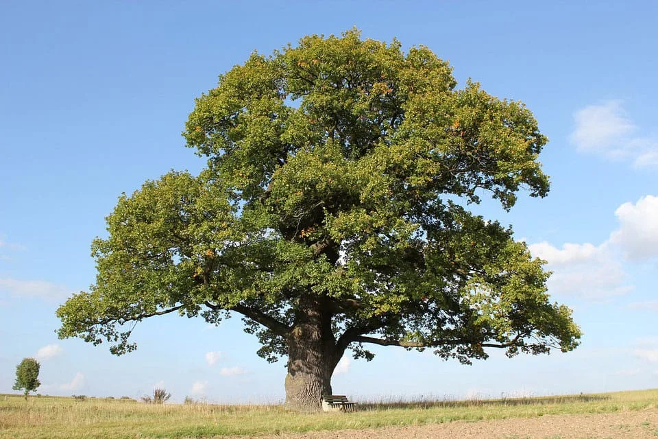 What is oak? White vs red oak, and real